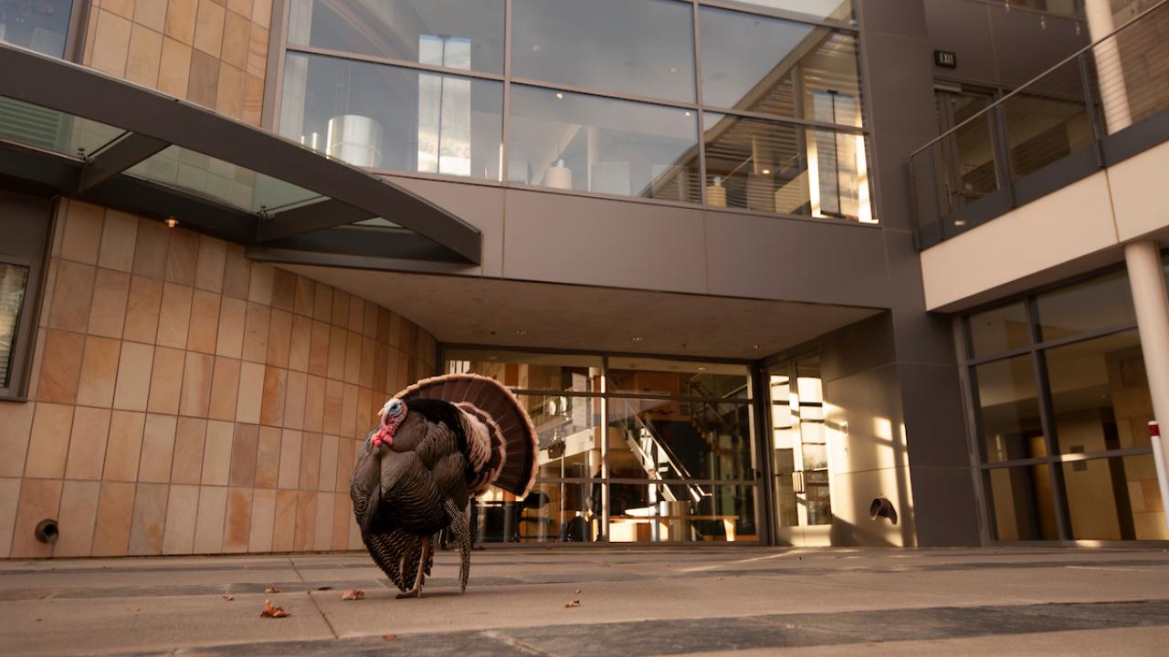 Large male turkey in front of the Mondavi Center