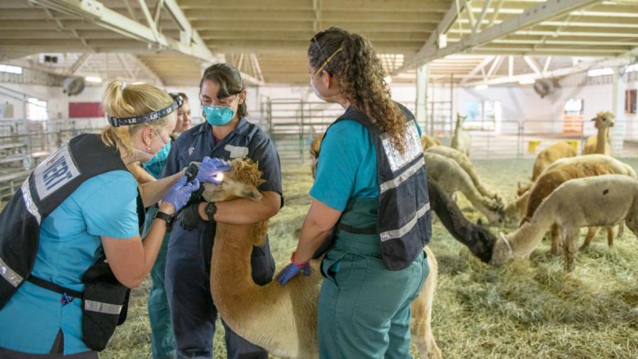 UC Davis veterinarians, from left, Jennifer Cassano, Rose Digianantonio and Celeste Morris, members of the Veterinary Emergency Response Team, examine llamas at animal evacuation facility