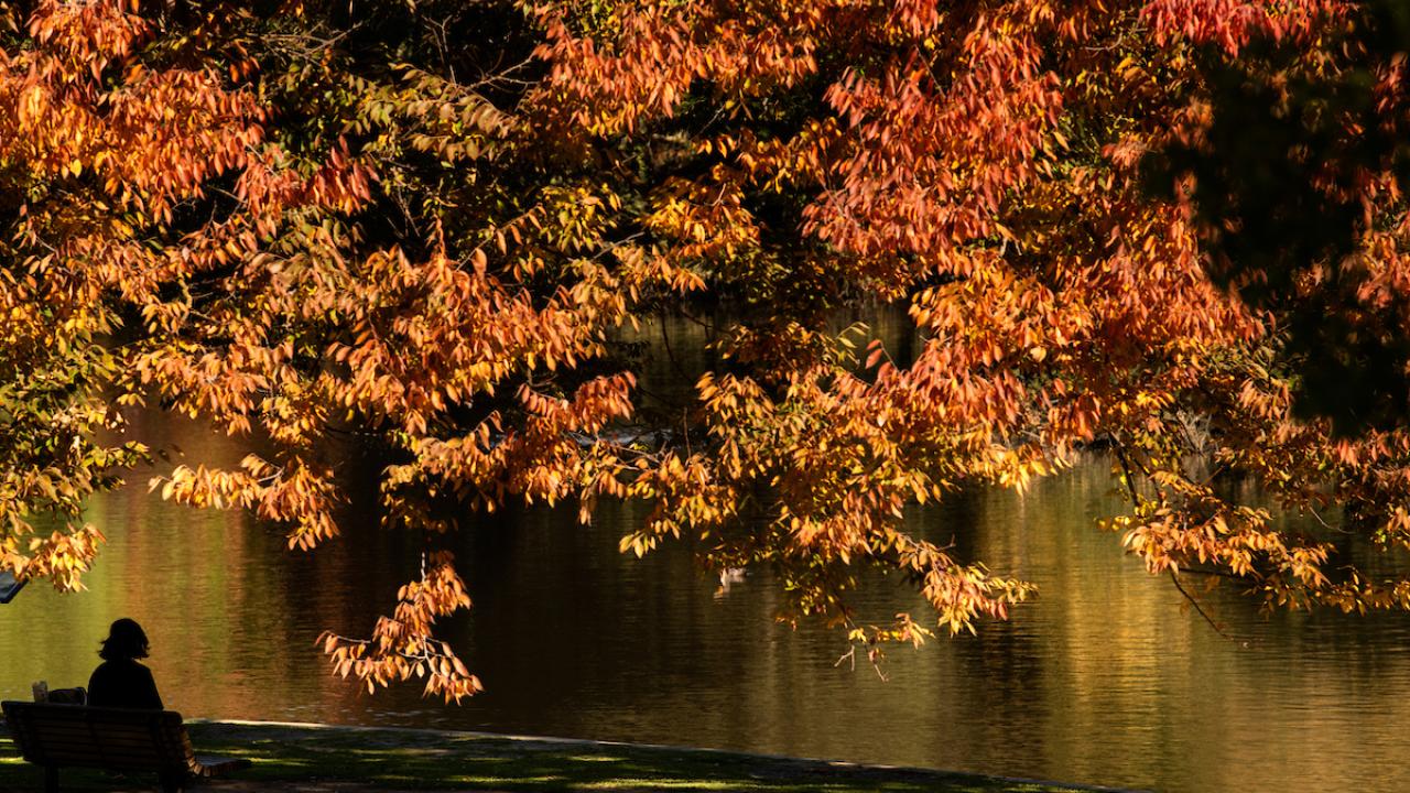 Fall foliage with person and lake in the background
