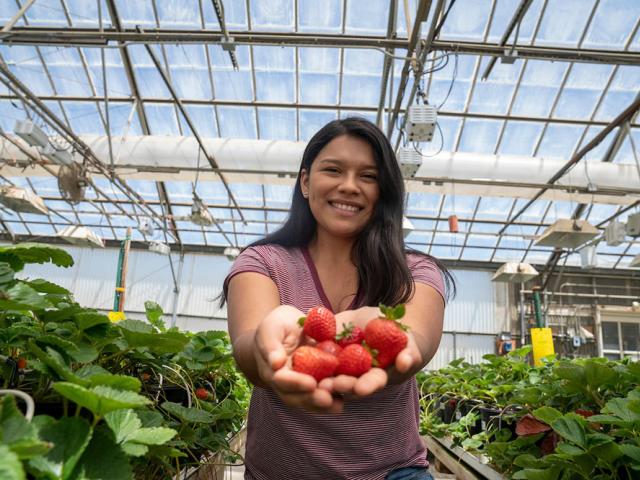 A UC Davis Student with a handful of strawberries