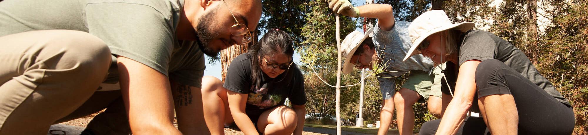 UC Davis students planting a tree